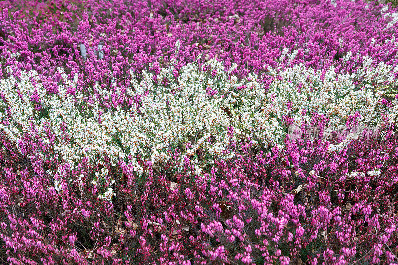 早春丛生的石南花(Calluna vulgaris)，白色和紫色